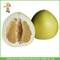 Frische chinesische Honig Pomelo Big Size